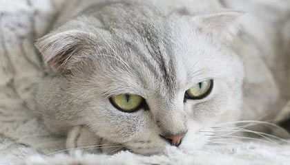 乐鱼体育登录-中超Big4本赛季亚冠首败！申花延续11年不胜韩魔咒